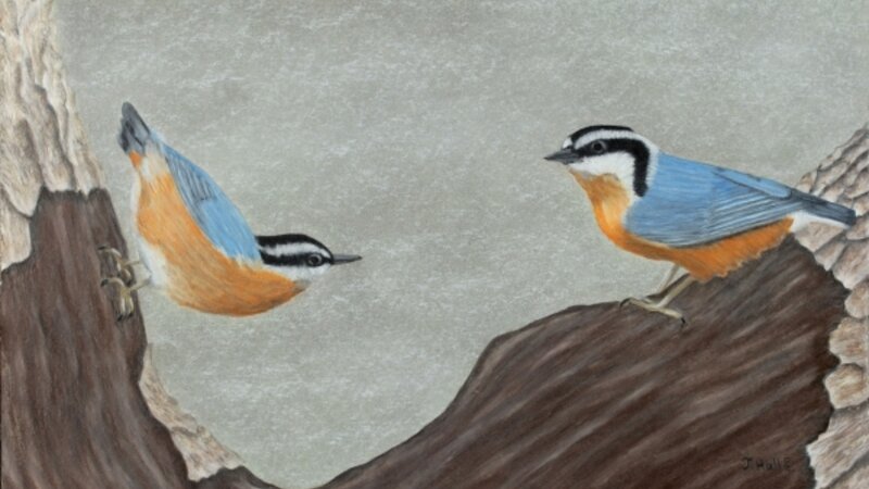 Red Breasted Nuthatches