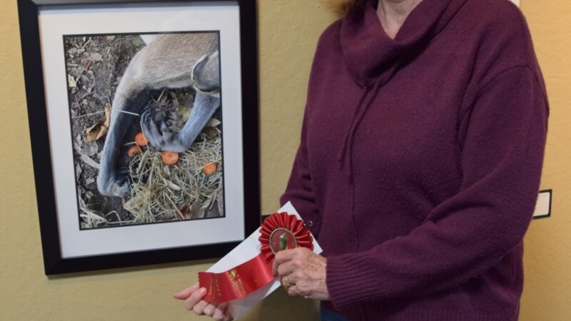 11th Annual Exhibit Kangaroo Paws