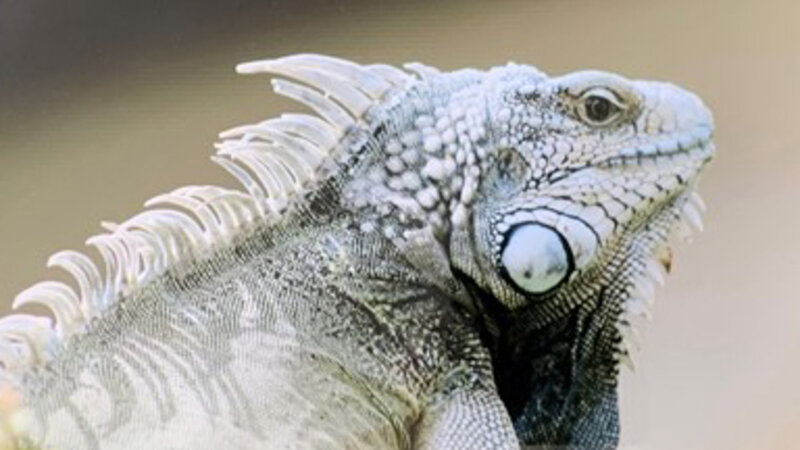 15th Annual Exhibit Iguana