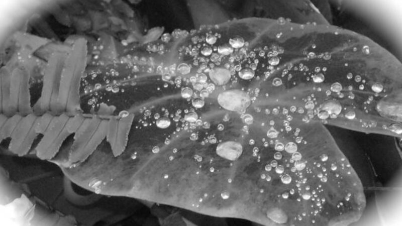 4th Annual Exhibit Dew Drops