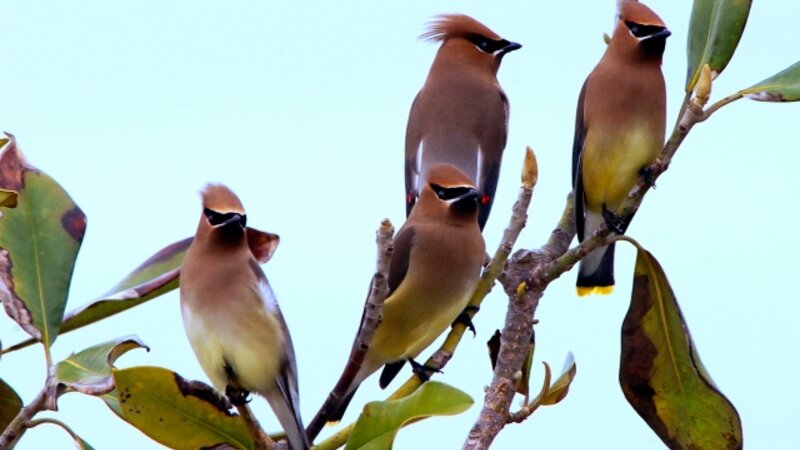 5th Annual Exhibit 4 Waxwings
