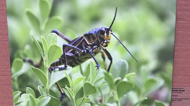 5th Annual Exhibit Bug Branch Brunch