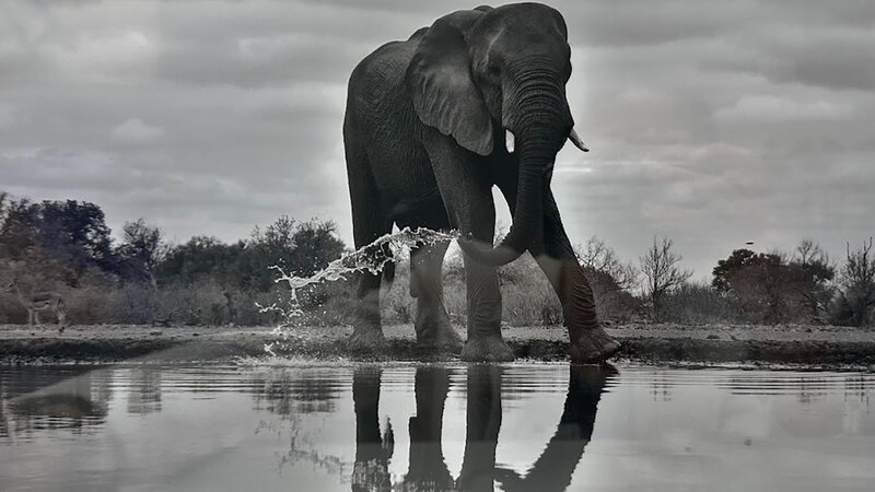 Amateur 3rd Place, Majestic by Lorraine Valeri