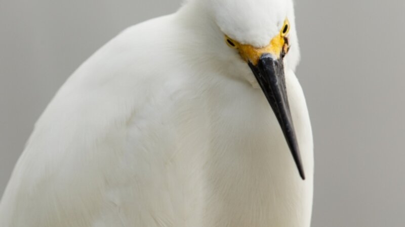 8th Annual Exhibit Snowy Egret #2