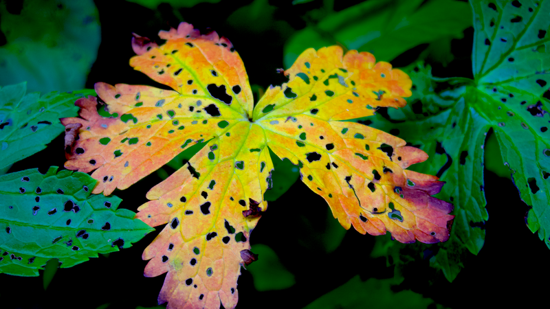 close up photograph of green leaves with one orange and yellow leaf in the center