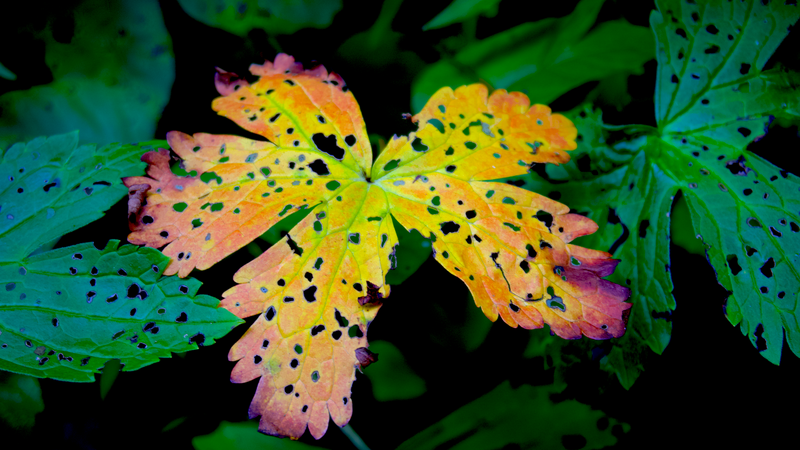 close up photograph of green leaves with one orange and yellow leaf in the center