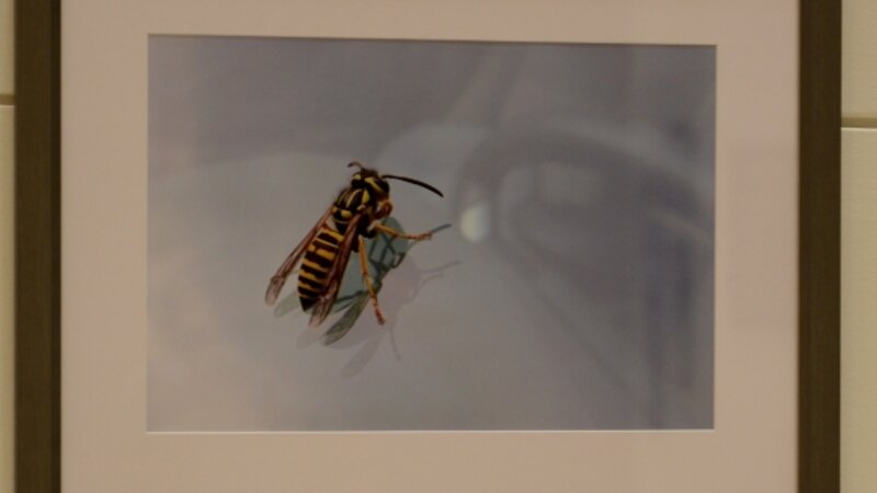 13th Annual Exhibit Bug on a Windshield