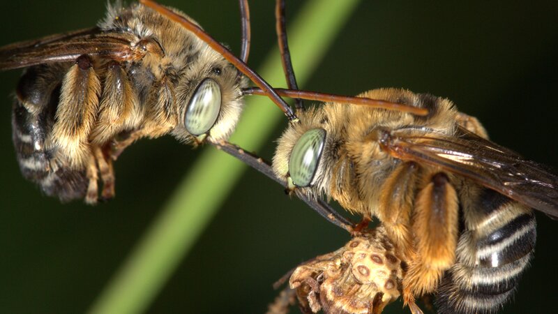 Pair of Sleeping Bees