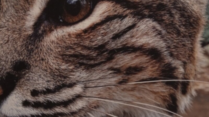 3rd Annual Exhibit Bobcat