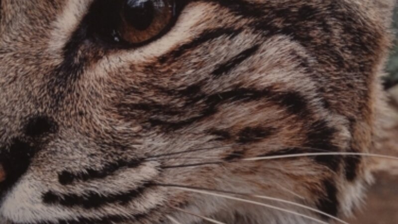 3rd Annual Exhibit Bobcat