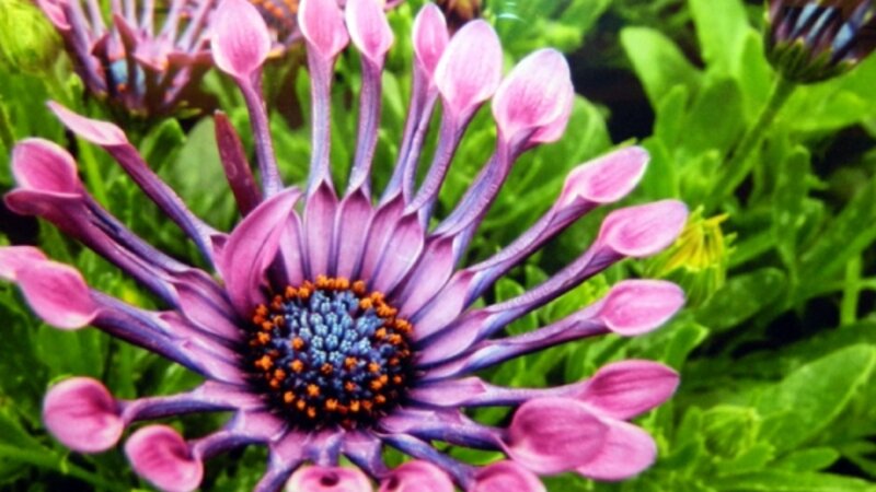 3rd Annual Exhibit Spring Flowers