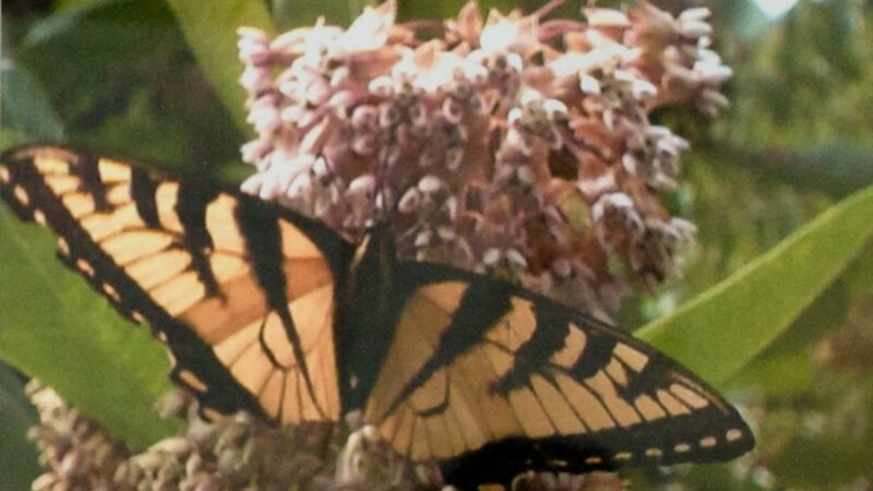 9th Annual Exhibit Swallowtail in the Sunlight