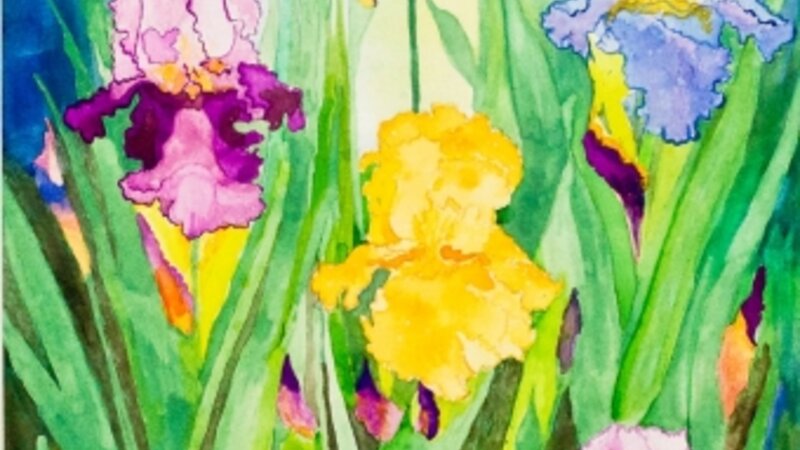 9th Annual Exhibit Iris in My Garden At Noon