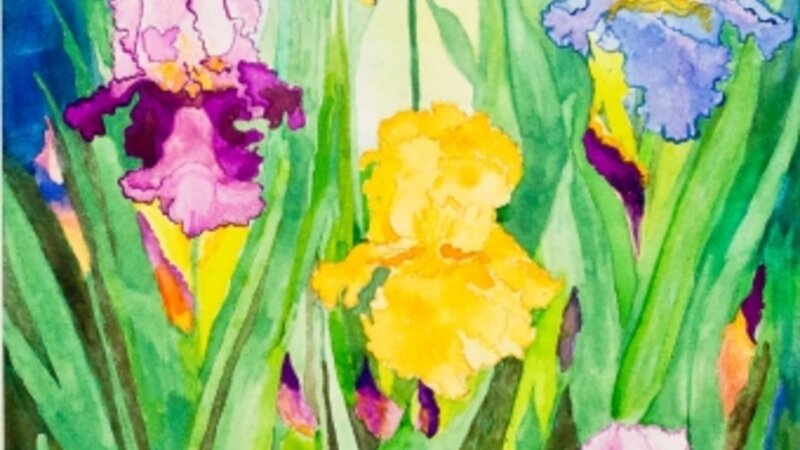 9th Annual Exhibit Iris in My Garden At Noon