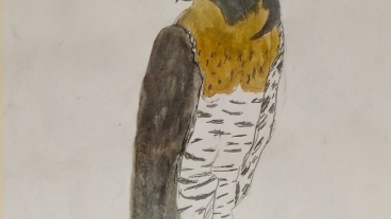 8th Annual Exhibit Peregrine Falcon