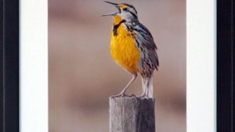 6th Annual Exhibit Eastern Meadow Lark and Morning Light