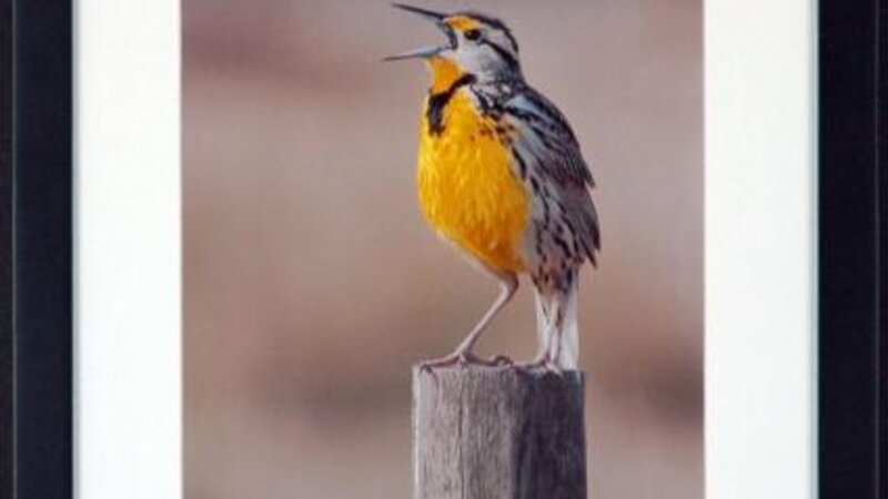6th Annual Exhibit Eastern Meadow Lark and Morning Light