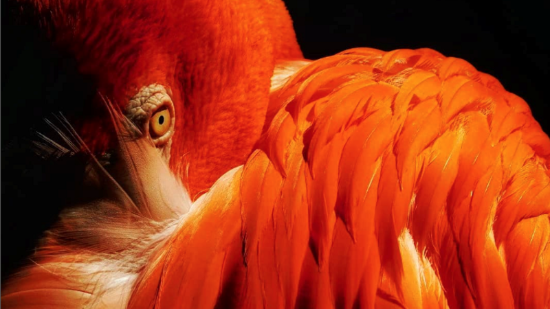 photograph of a tropical bird