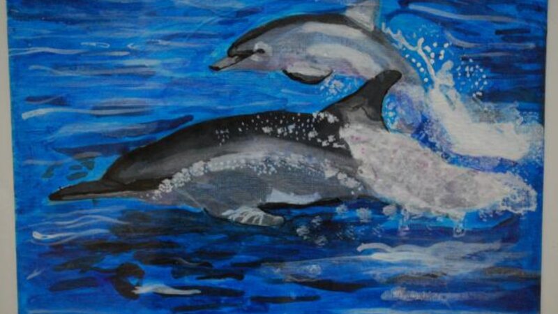 4th Exhibit Jumping, Splashing Dolphins