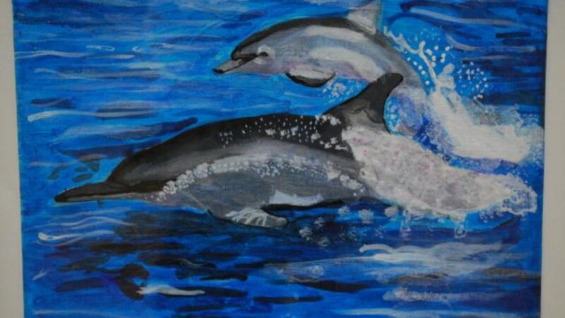 4th Exhibit Jumping, Splashing Dolphins