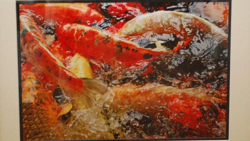 4th Exhibit Koimmotion