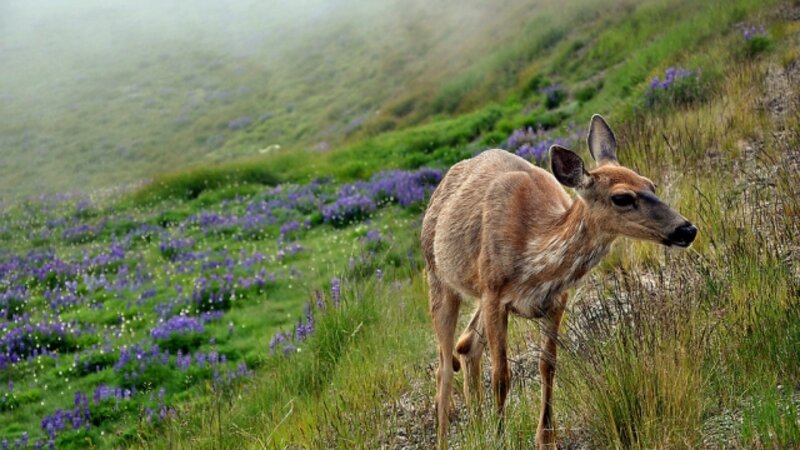 7th Annual Exhibit Hurricane Ridge