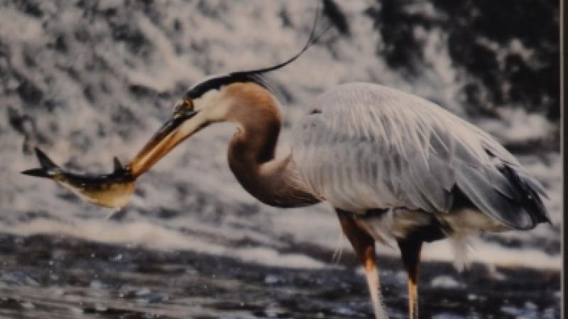 3rd Annual Exhibit It's Dinner Time