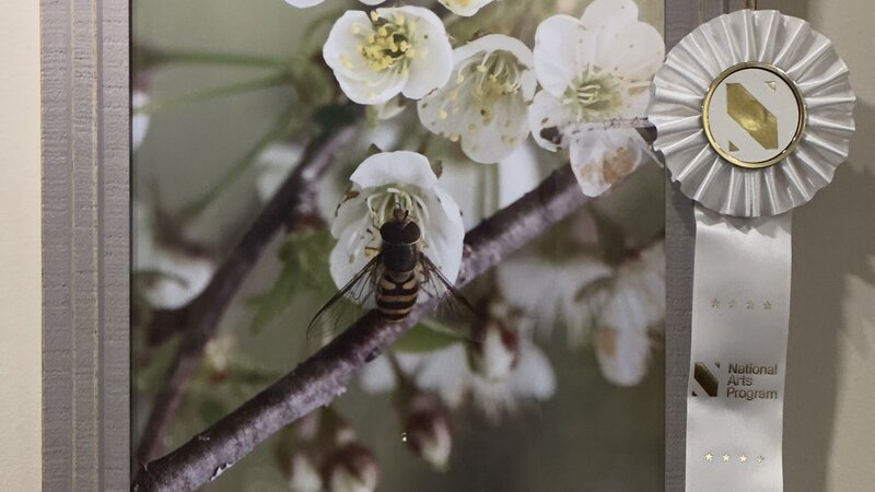 Native Pollinator at Work