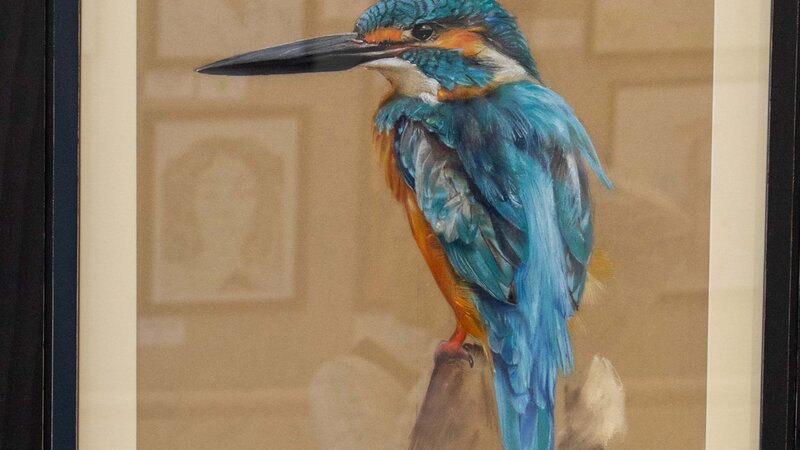 Common Kingfisher