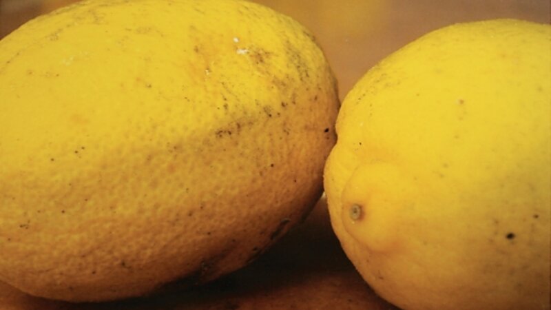 8th Annual Exhibit My Main Squeeze