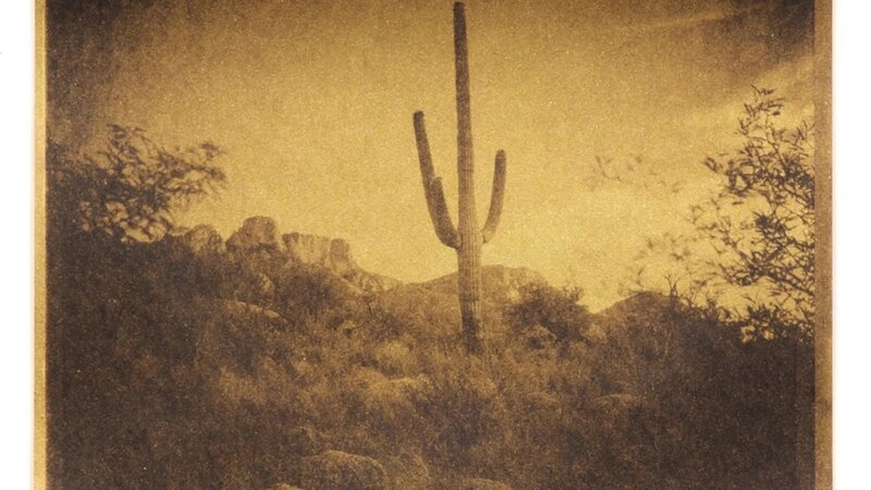 Saguaro (Gold)