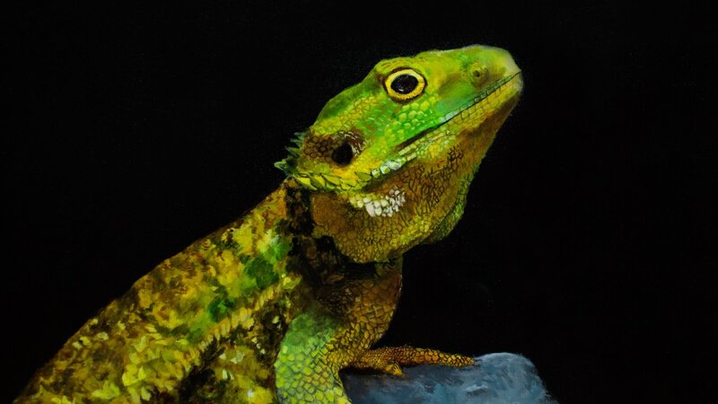 6th Annual Exhibit Bearded Dragon