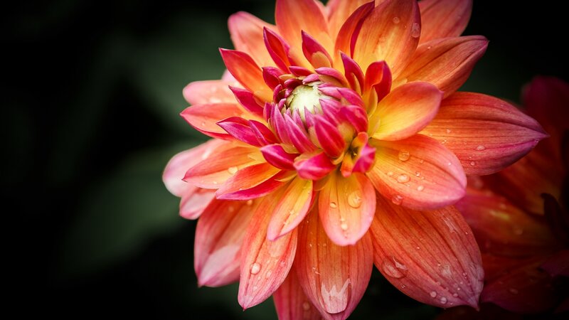 10th Annual Exhibit Dahlia