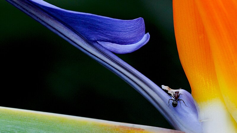 10th Annual Exhibit Ant in Paradise