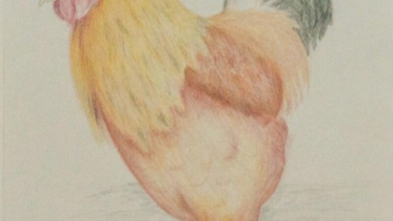 9th Annual Exhibit Cody the Rooster