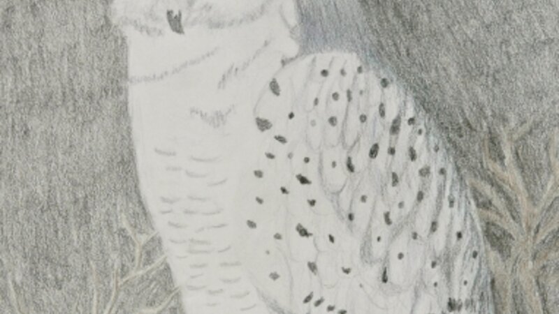6th Annual Exhibit Owl of the Snow