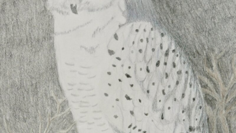 6th Annual Exhibit Owl of the Snow