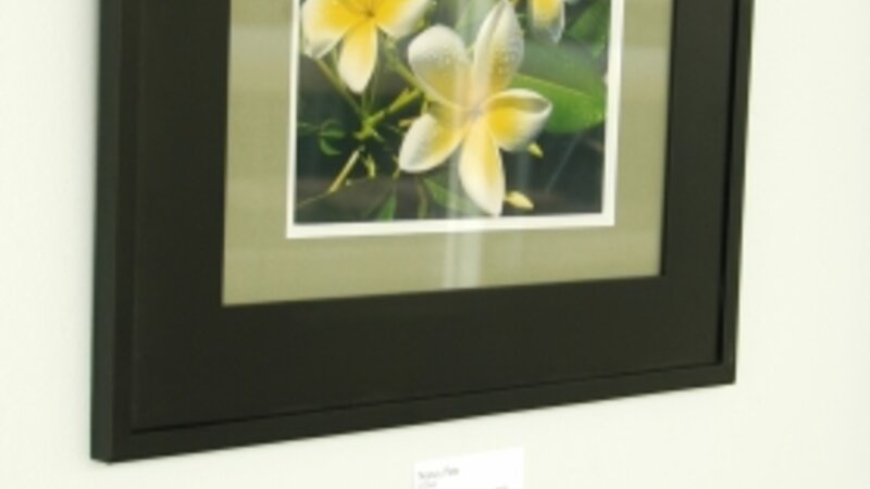 6th Annual Exhibit Plumeria