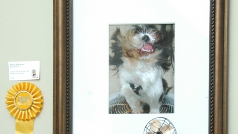 6th Annual Exhibit I Used to Be  a "Hot Dog" Now "I'm Too Cool"