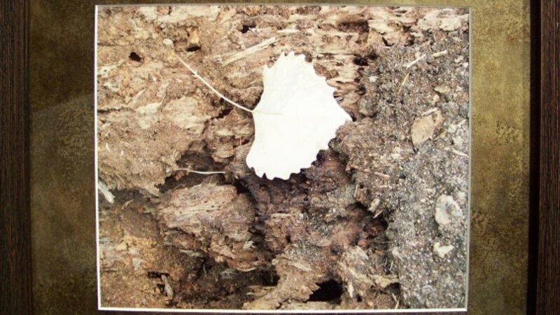 4th Annual Exhibit Leaf