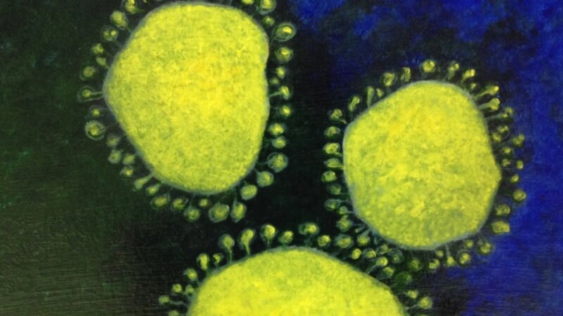 9th Annual Exhibit Coronaviruses with Peplomers