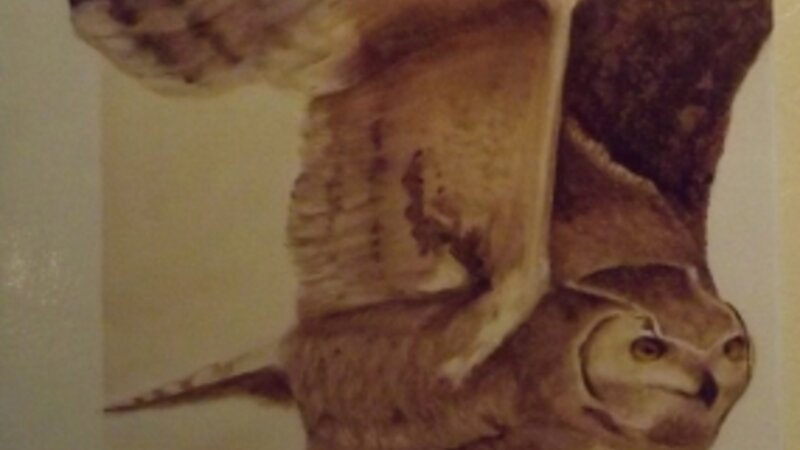 3rd Annual Exhibit Pygmy Owl