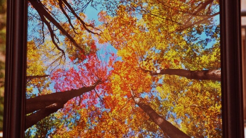 6th Annual Exhibit Splendid Fall Colors