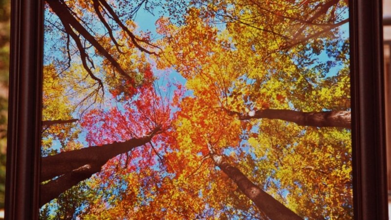 6th Annual Exhibit Splendid Fall Colors