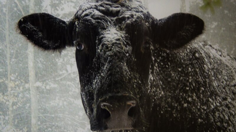 10th Annual Exhibit Blizzard Boy