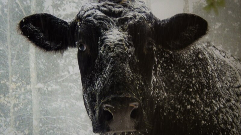 10th Annual Exhibit Blizzard Boy