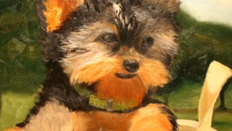 8th Exhibit The Pet I've Always Wanted