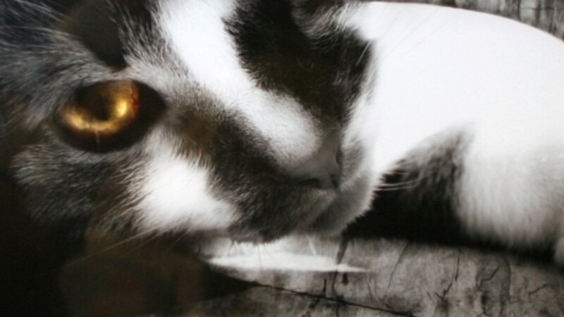 9th Annual Exhibit Predator