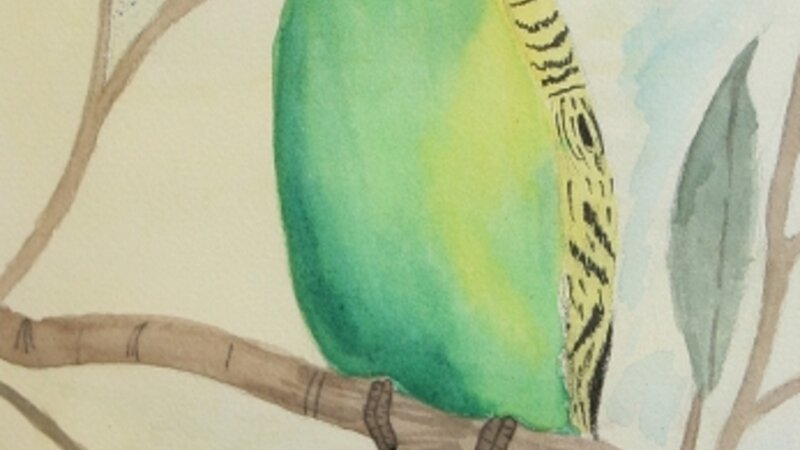 9th Annual Exhibit Parakeet