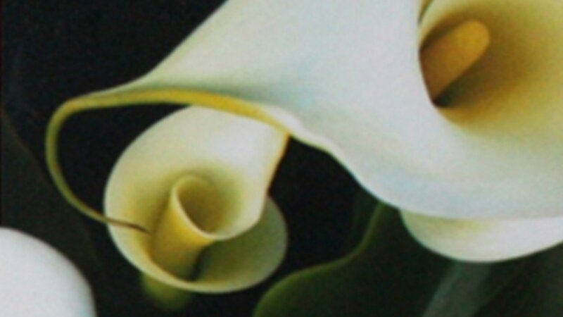 13th Annual Exhibit Calla Lillies